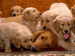 Having a Ruff Day